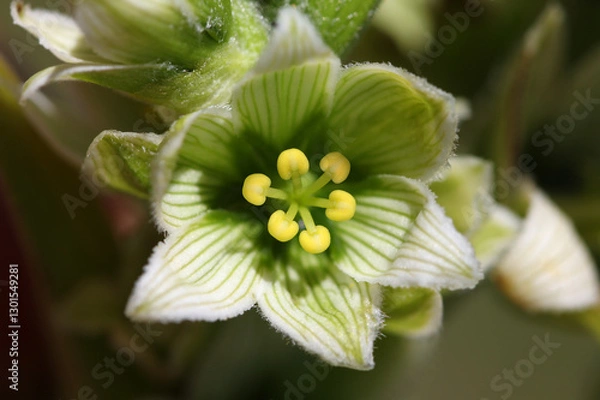 Obraz Close-up of a White Hellebore ( Veratrum album ) blossom with yellow stamina