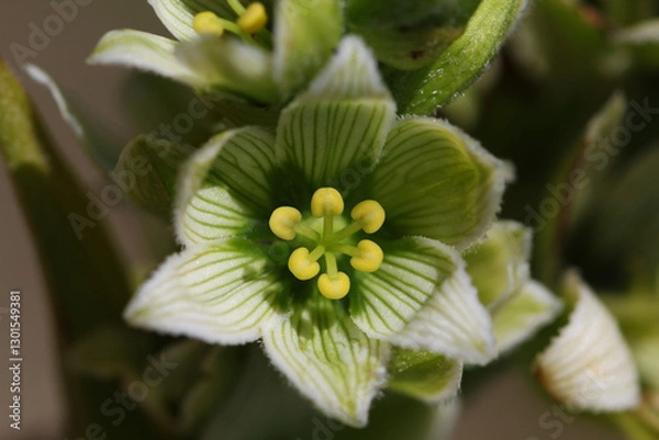 Obraz Close-up of a White Hellebore ( Veratrum album ) blossom with six yellow stamina