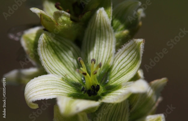 Obraz Close-up of aphids sucking on a White Hellebore ( Veratrum album ) blossom