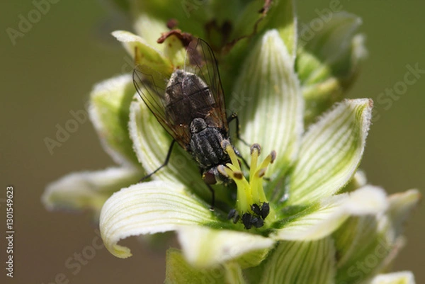 Fototapeta Close-up of aphids and a fly on a White Hellebore ( Veratrum album ) blossom