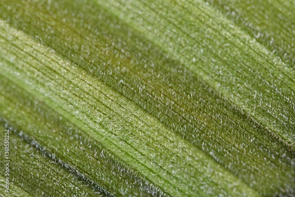 Obraz White Hellebore ( Veratrum album ) plant close-up of the underside of a hairy green leaf with trichomes