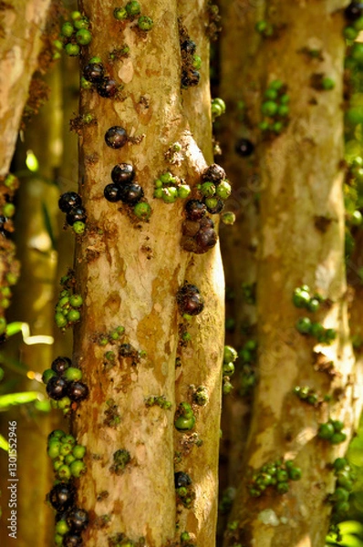 Fototapeta Detail of fruits at different stages of maturation on the trunks and branches of an adult jabuticabeira 2