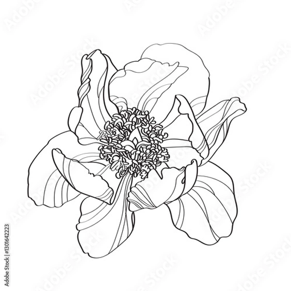 Fototapeta Peony vector illustration. Black and white floral vector illustration of a peony
