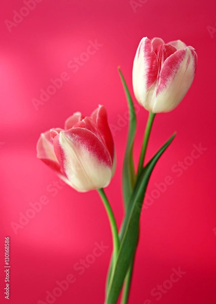 Fototapeta Tulip