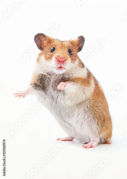 Obraz Golden Hamster