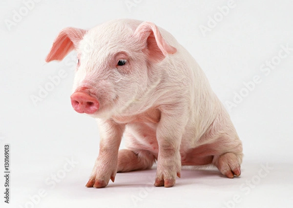 Obraz Pig