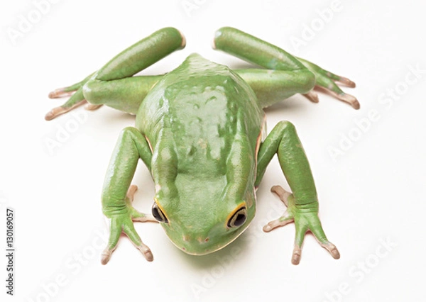 Fototapeta Monkey Tree Frog