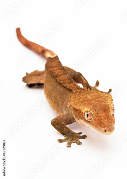 Obraz Gecko Lizard