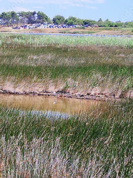 Obraz Marshland with tall grasses and parked cars in the distance