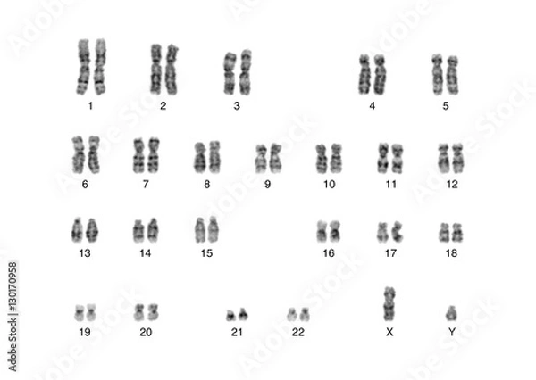 Obraz Chromosome