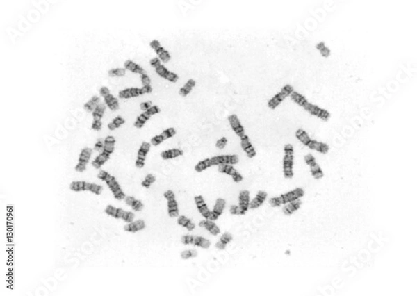 Obraz Chromosome