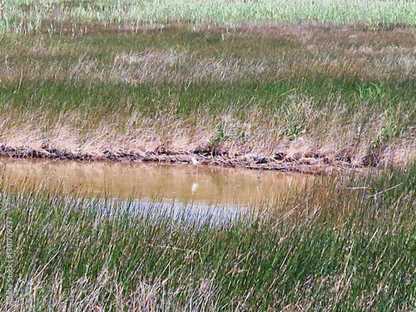 Obraz Marshland with tall grasses and parked cars in the distance