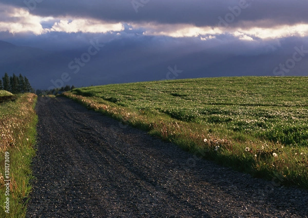 Fototapeta Wheat Field
