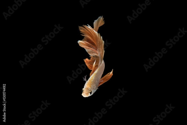 Obraz Siamese fighting fish, Orange, betta fish on black background.