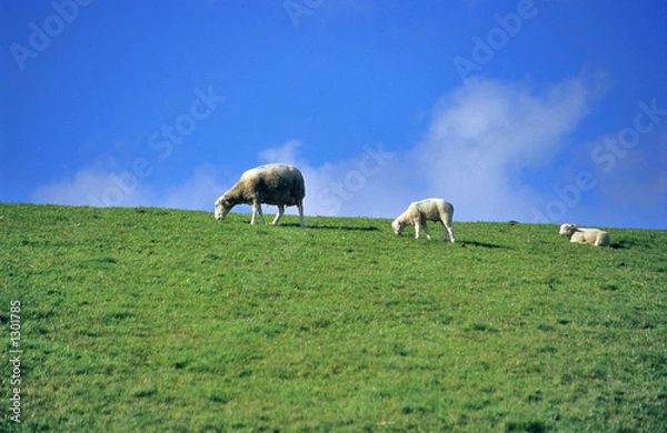 Fototapeta counting sheep