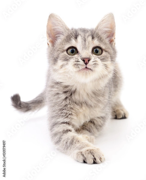 Obraz Small gray kitten.