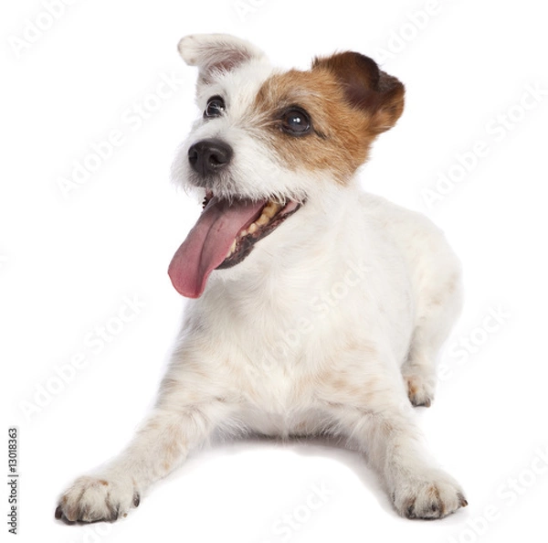 Obraz jack russell terrier lying down