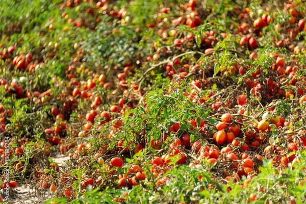 Obraz Tomatoes in a field, ready for harvest