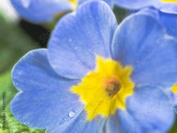 Fototapeta プリムラ　青い花のアップ19