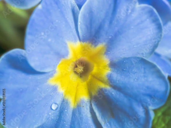 Fototapeta プリムラ　青い花のアップ29