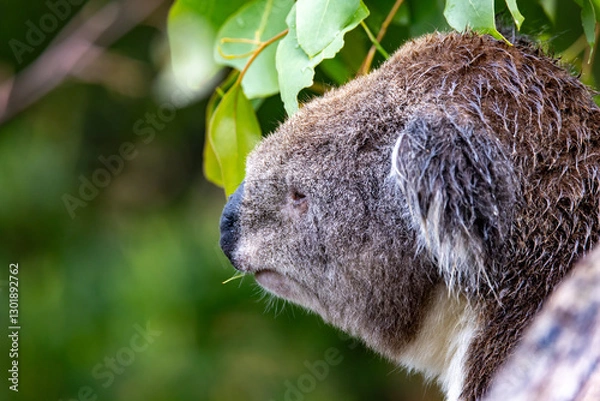 Fototapeta Koala en Australie sur l'île de Philip Island dans la région de Melbourne en Australie 