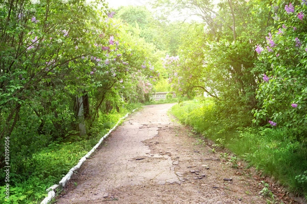 Fototapeta The path in the park with blossoming lilac