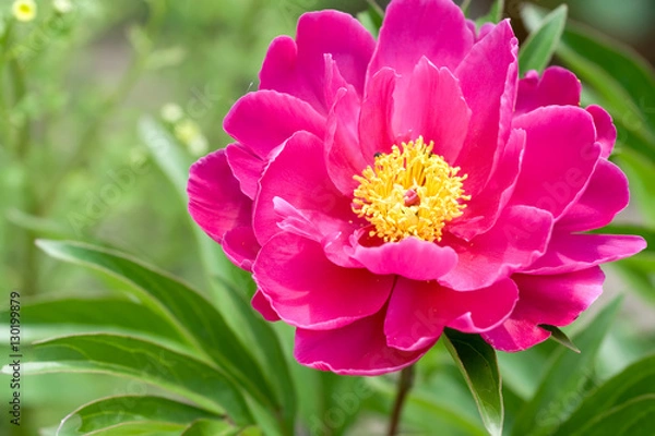 Obraz Pink peony flower