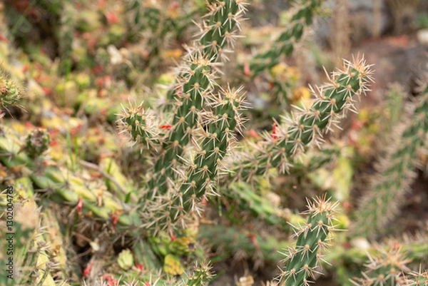 Fototapeta A view of a snake cholla cactus.