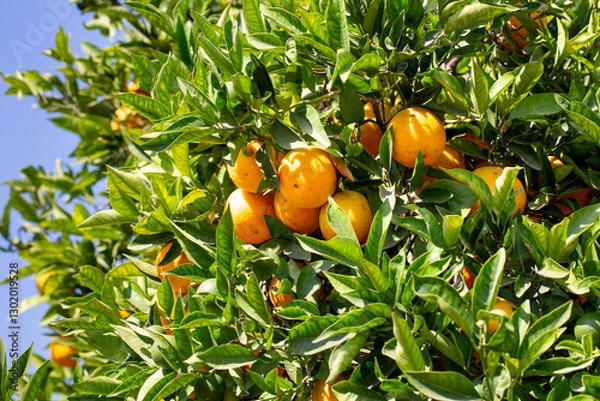 Fototapeta A view of Valencia oranges growing on a tree.