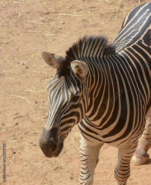 Obraz Zebra
