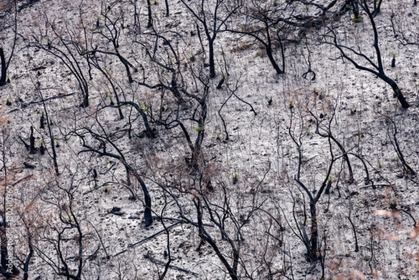 Fototapeta Bushfire damage from the 2025 bushfires started by lightning strikes  in the Grampians (Gariwerd) National Park.