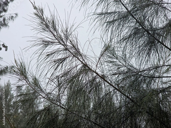 Fototapeta pine tree branches, rainy day in tropical forest of asia.