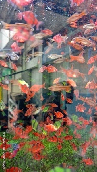 Obraz Red fish in the aquarium 