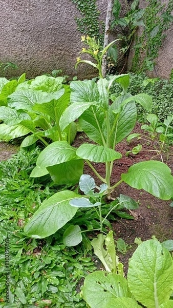 Obraz plants in the garden