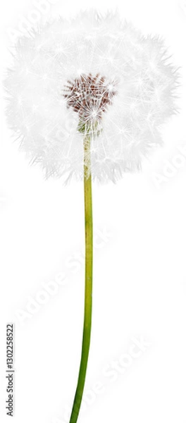 Fototapeta 민들레 꽃