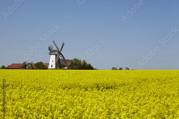 Obraz Windmühle Eickhorst (Hille)