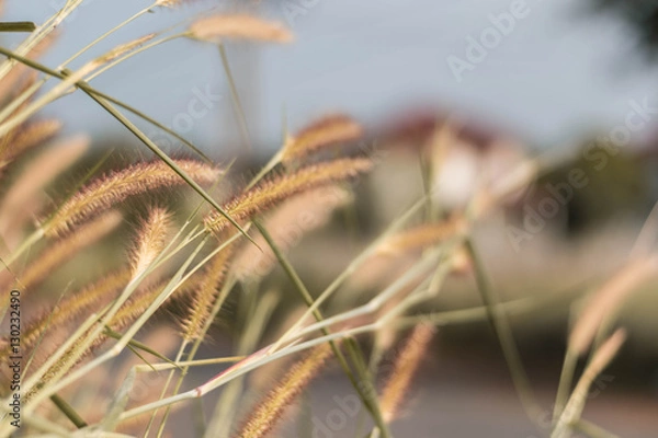 Fototapeta beautiful grass flower background ,selective focus
