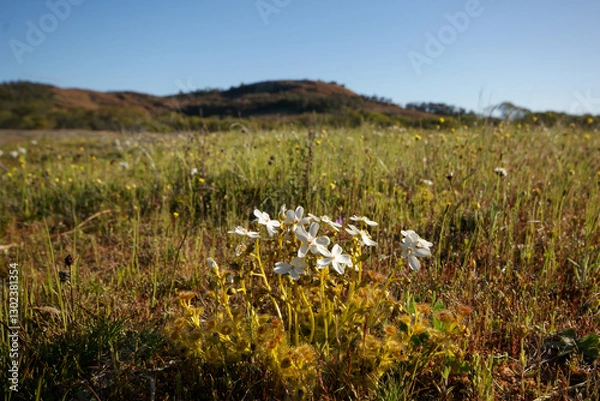 Fototapeta Flowering plants of the carnivorous sundew Drosera rupicola in natural habitat, The Humps, Western Australia
