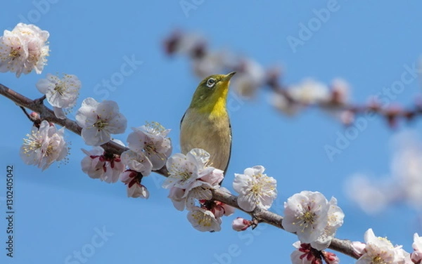 Fototapeta 梅の蜜を吸うメジロ