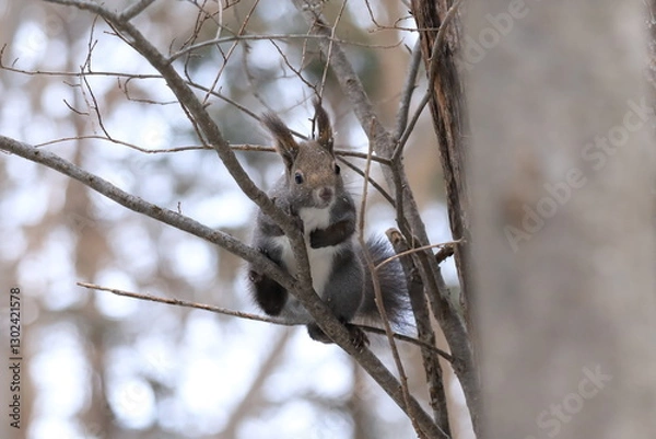 Obraz 北海道のエゾリス