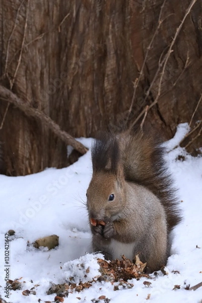 Obraz 木の実を食べるエゾリス