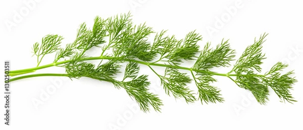 Obraz Fresh dill sprig, white background, cooking