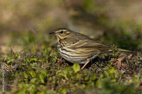 Obraz 葉っぱを踏むビンズイ