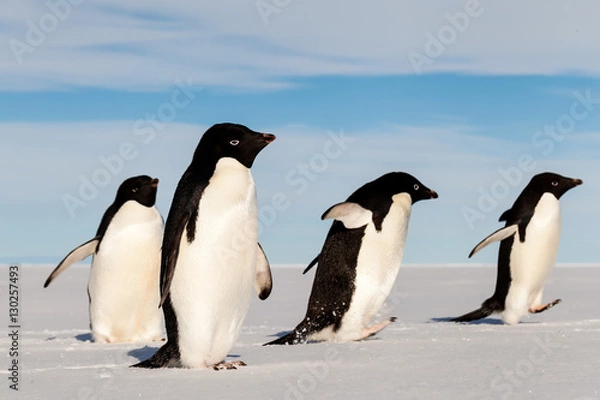 Obraz Running Adelie penguins