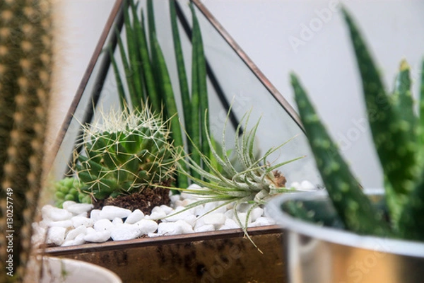 Obraz Preparing a terrarium