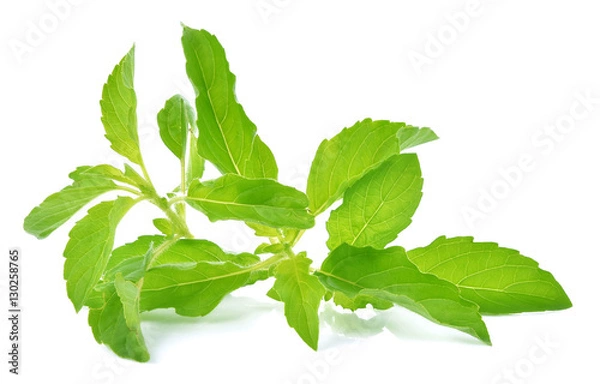 Obraz Holy basil leaves