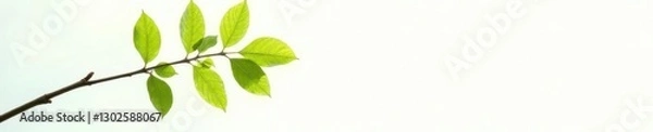 Fototapeta Single branch against white background with sunlight, white background, green