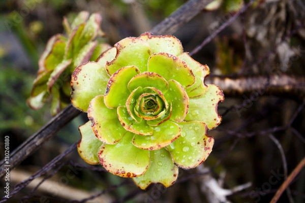 Obraz aeonium ciliatum
