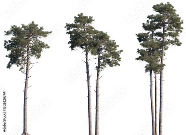 Fototapeta Set of Pinus sylvestris (the Scots pine, Scotch pine, Baltic pine, European red pine) frontal isolated png on a transparent background perfectly cutout