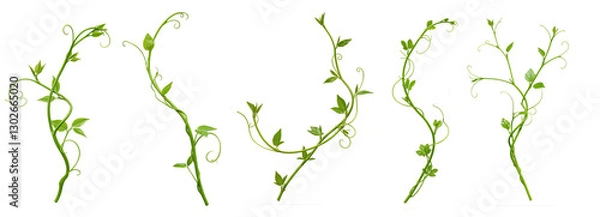 Obraz Set of Heart shaped green leaves climbing vines ivy of cowslip creeper (Telosma cordata) the creeper forest plant growing in wild isolated on a white background with a clipping path.